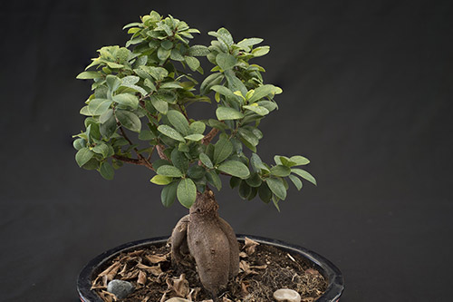 endanea-bonsais-ficus