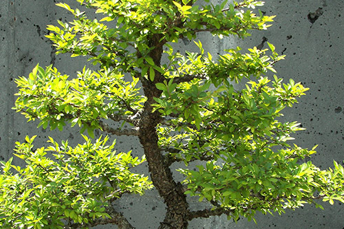 endanea-bonsais-zelkova