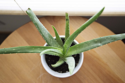 endanea-cactus-suculentas-aloe