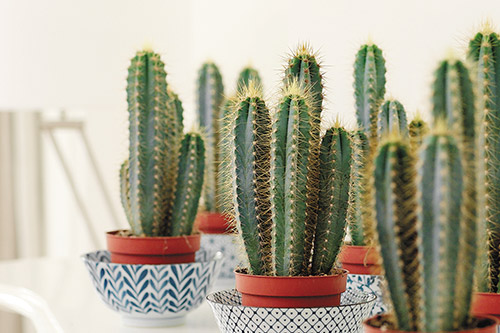 endanea-cactus-suculentas-cereus