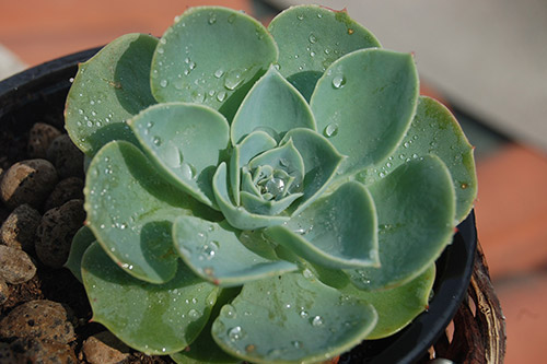 endanea-cactus-suculentas-echeveria