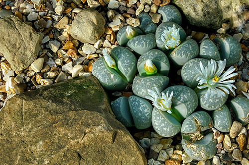 endanea-cactus-suculentas-lithops