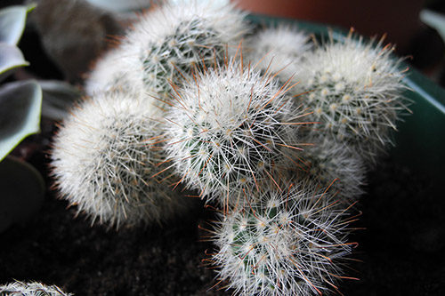 endanea-cactus-suculentas-mammillaria
