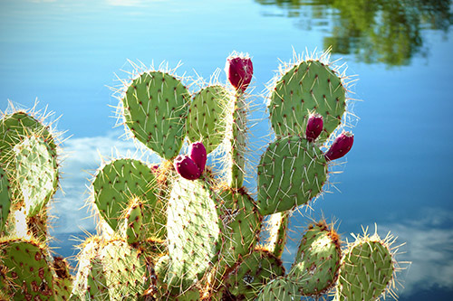 endanea-cactus-suculentas-opuntia