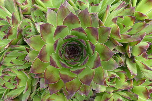 endanea-cactus-suculentas-sempervivum