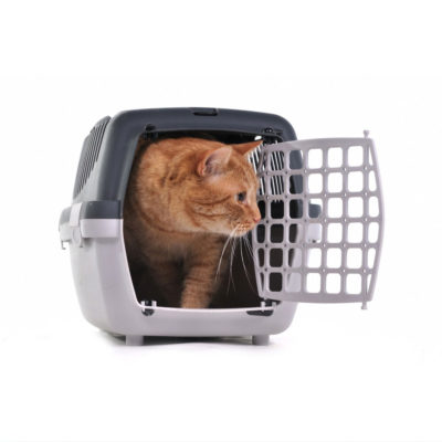 endanea-gatos-accesorios-11
