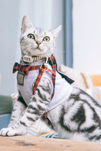 endanea-gatos-accesorios-5