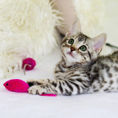 endanea-gatos-accesorios-9