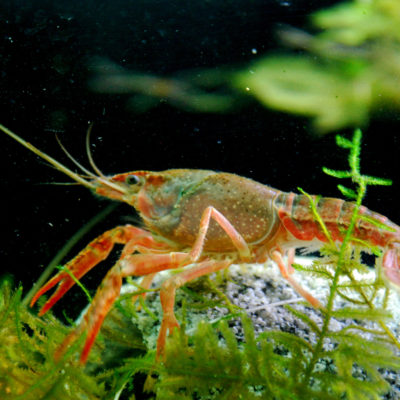 endanea-peces-3