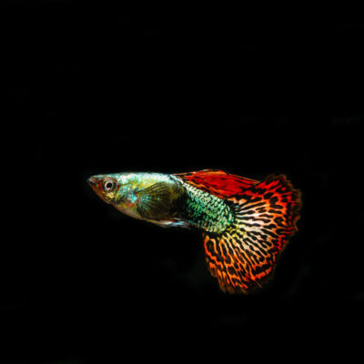 endanea-peces-9