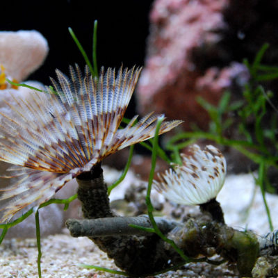 endanea-peces-accesorios-3