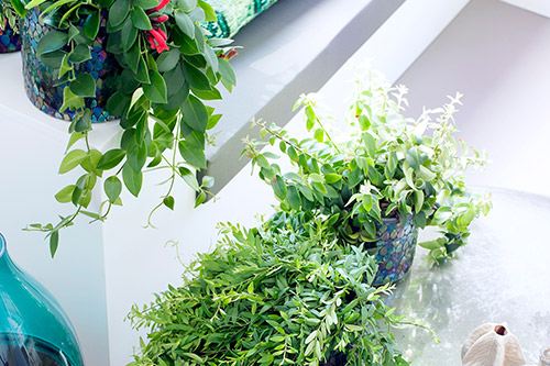 endanea-plantas-colgantes-esquinanto