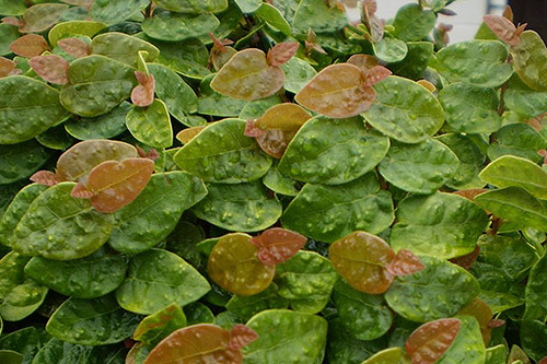 endanea-plantas-colgantes-ficus-repens