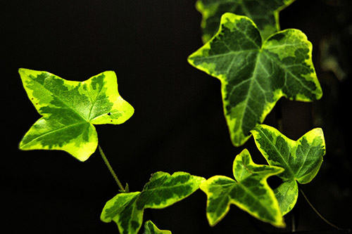 endanea-plantas-colgantes-hiedra