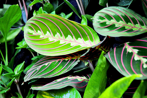 endanea-plantas-colgantes-maranta-leuconeura