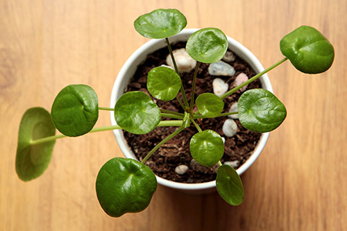 endanea-plantas-colgantes-pilea