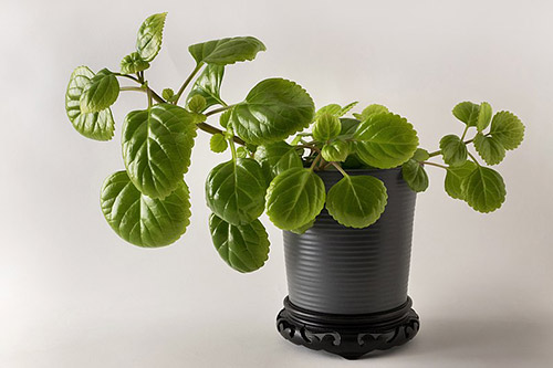 endanea-plantas-colgantes-planta-del-dinero