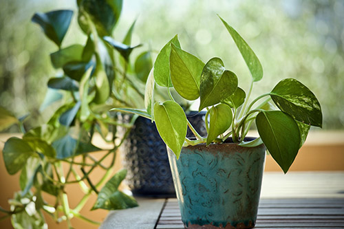 endanea-plantas-colgantes-potos