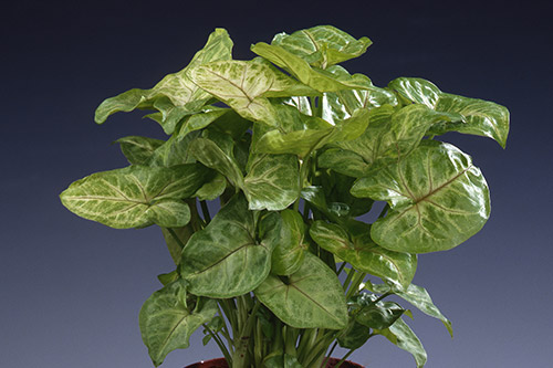 endanea-plantas-colgantes-syngonium