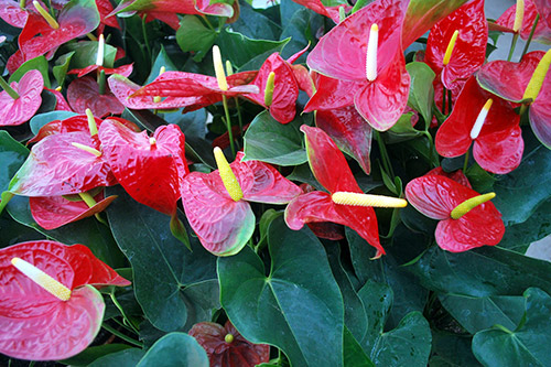 endanea-plantas-con-flor-anturio