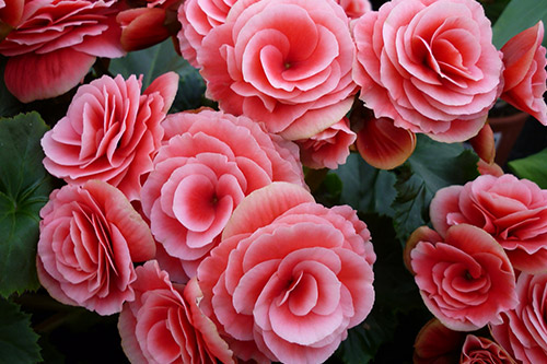 endanea-plantas-con-flor-begonia