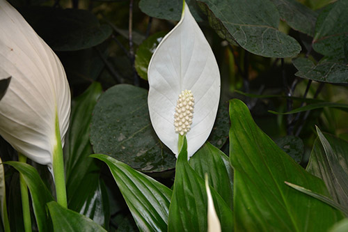 endanea-plantas-con-flor-espatifilio
