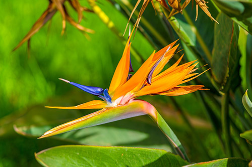 endanea-plantas-con-flor-strelitzia