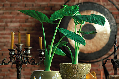 endanea-plantas-verdes-alocasia-macrorrhiza