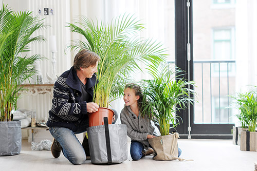 endanea-plantas-verdes-areca