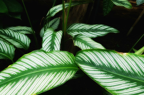 endanea-plantas-verdes-calathea-zebrina