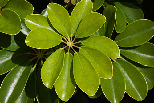 endanea-plantas-verdes-cheflera
