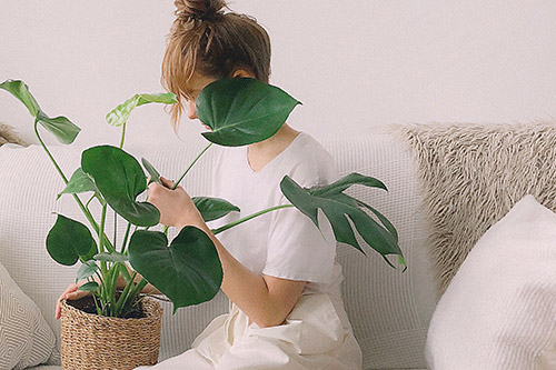 endanea-plantas-verdes-costilla-adan