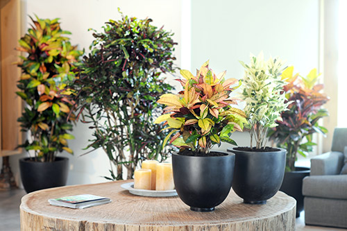 endanea-plantas-verdes-croton