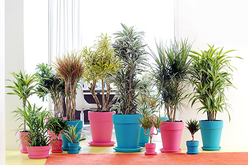 endanea-plantas-verdes-dracena