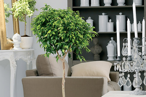 endanea-plantas-verdes-ficus-benjamin