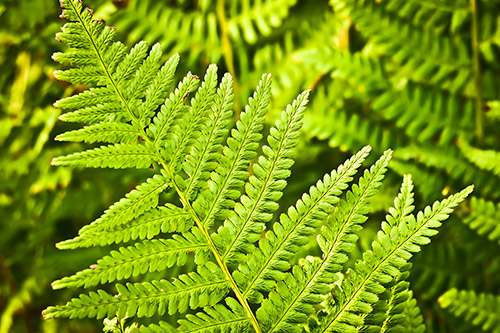 endanea-plantas-verdes-helecho