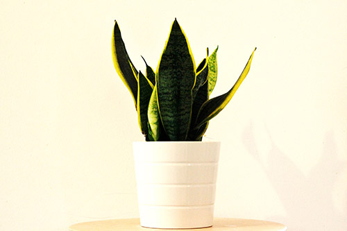 endanea-plantas-verdes-lengua-tigre