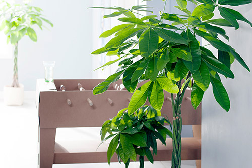 endanea-plantas-verdes-pachira