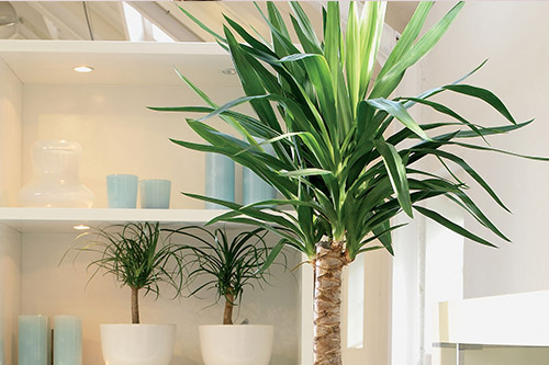 endanea-plantas-verdes-yuca
