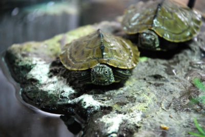 endanea-reptiles-1