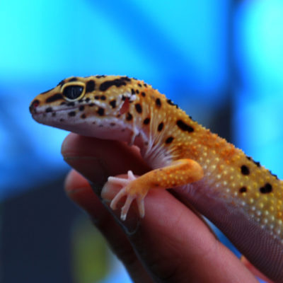 endanea-reptiles-3