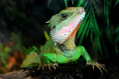 endanea-reptiles-4