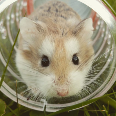 endanea-roedores-accesorios-3