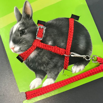 endanea-roedores-accesorios-9