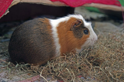 endanea-roedores-alimentacion-1