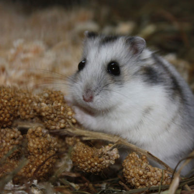 endanea-roedores-alimentacion-3