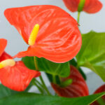 Anthurium Naranja Planta de Interior