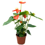 Anthurium Planta de Interior