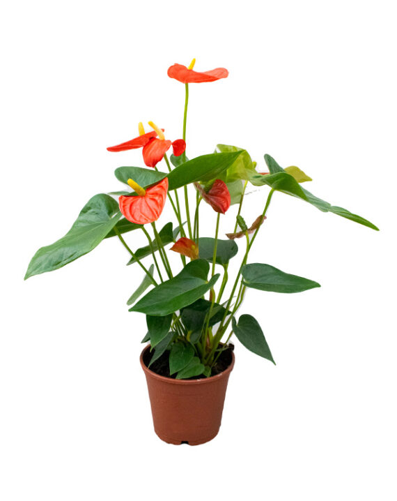 Anthurium Planta de Interior