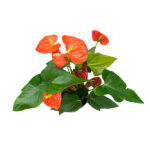Anthurium Planta de Interior